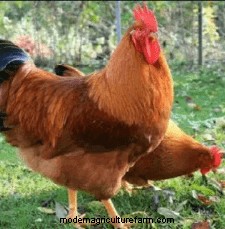 Chicken Breeds That Only Lay Brown Eggs