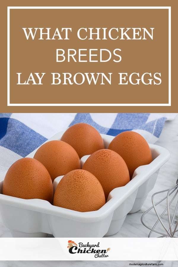 Chicken Breeds That Only Lay Brown Eggs