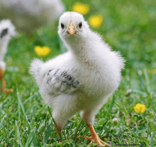 What Kind of Chicken is a Capon?