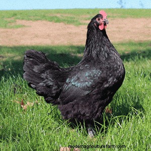 Best Chickens for Small Yards or Coops