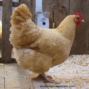 Best Chickens for Small Yards or Coops