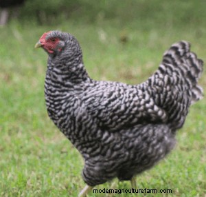 Best Chickens for Small Yards or Coops
