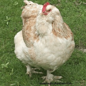 Best Chickens for Small Yards or Coops