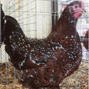 Best Chickens for Small Yards or Coops