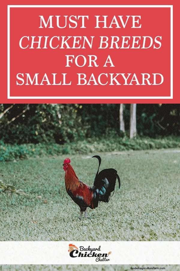 Best Chickens for Small Yards or Coops