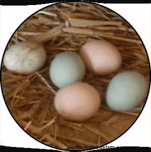 What Do You Need To Know About Easter Egg Chickens?