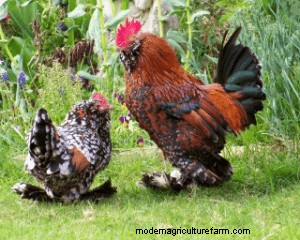 Do Bantams Make Good Pets?
