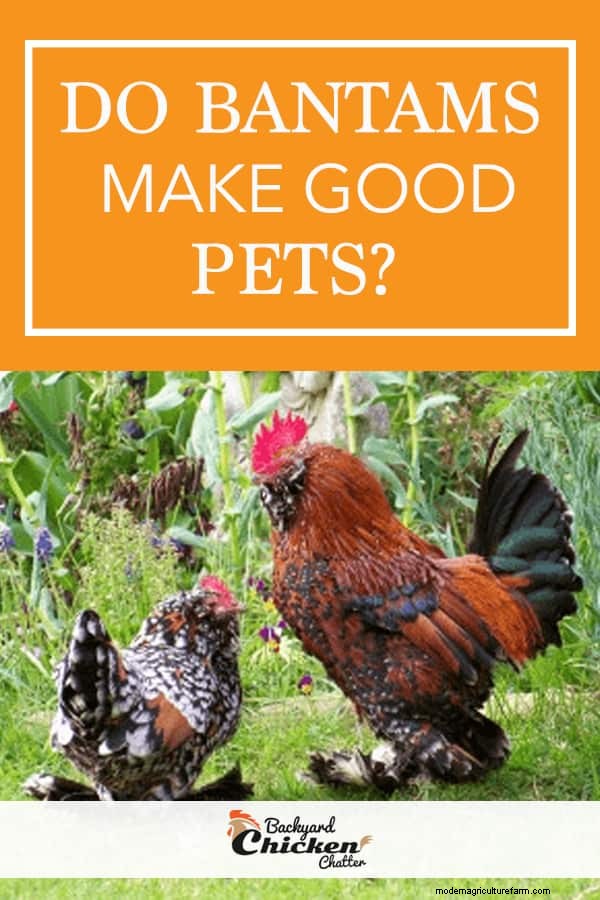 Do Bantams Make Good Pets?