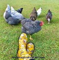 Can You Keep Different Chicken Breeds Together?