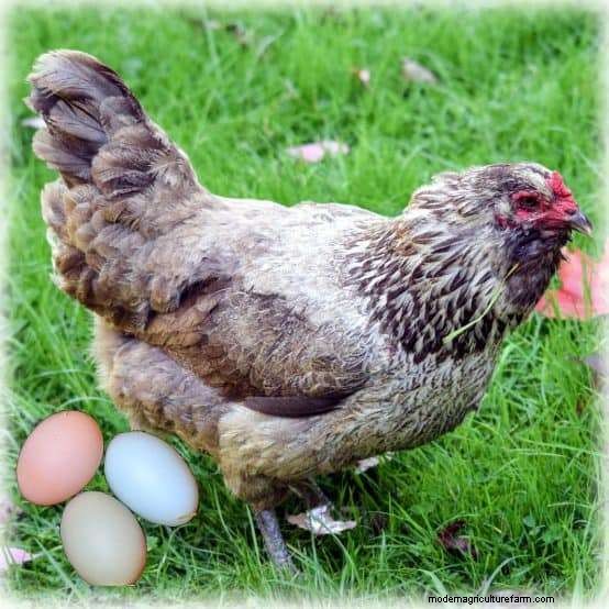 Chicken Breeds that Lay Colored Eggs