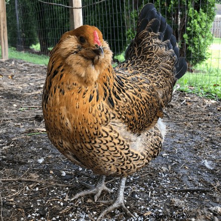Chicken Breeds that Lay Colored Eggs