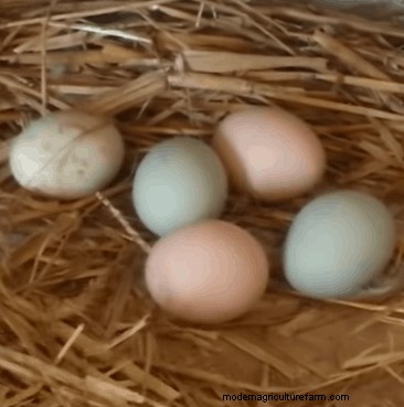 Chicken Breeds that Lay Colored Eggs