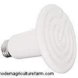 When Do Chickens Start to Lay Eggs?