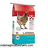 Golden Sex Link Chickens – Pros And Cons