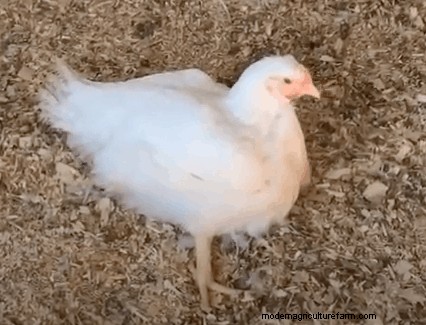 Cornish Cross Chickens: Pros And Cons