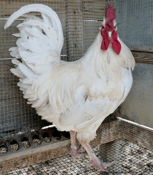 Interesting Facts About Leghorn Chickens