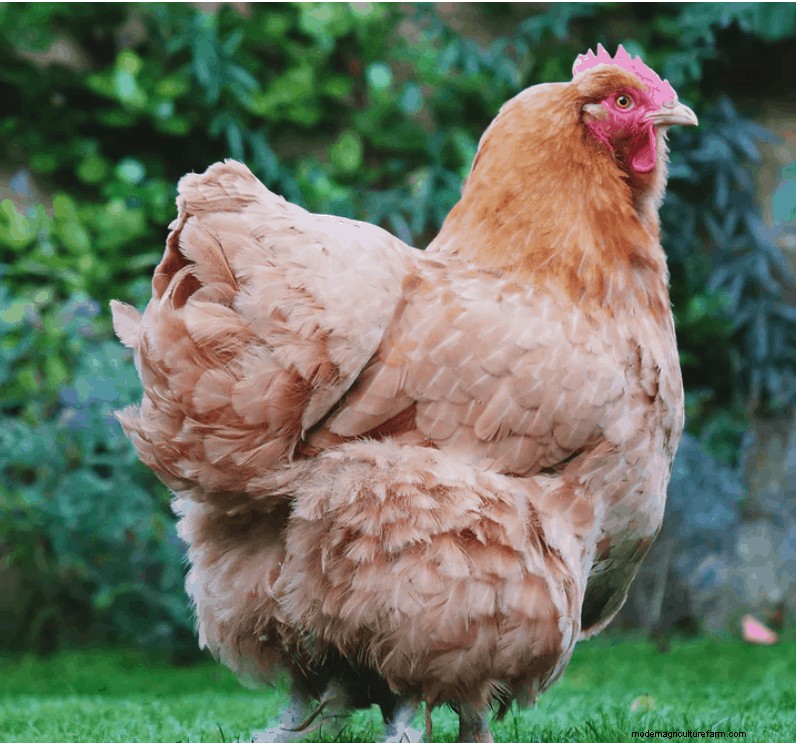 Buff Orpington: What You Need To Know!