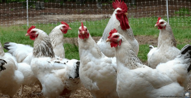 10 Best Dual Purpose Chicken Breeds