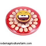 10 Best Dual Purpose Chicken Breeds