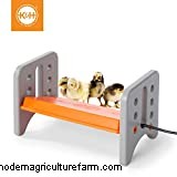 10 Best Dual Purpose Chicken Breeds