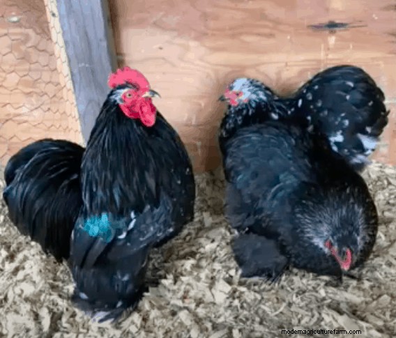 Cochin Chickens: Read This Before Buying!