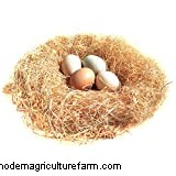 Cochin Chickens: Read This Before Buying!