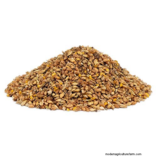 Cochin Chickens: Read This Before Buying!