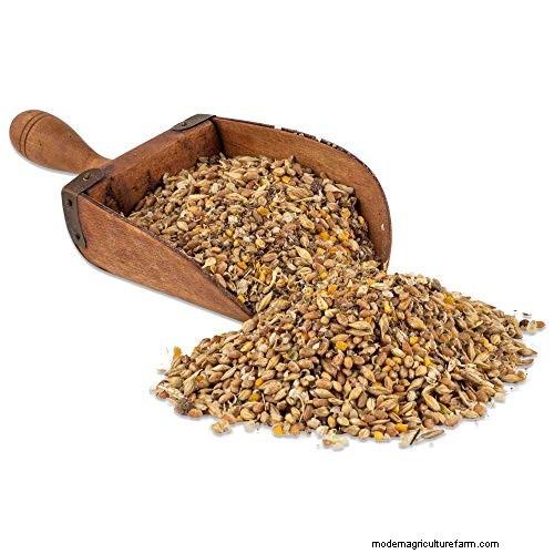 Cochin Chickens: Read This Before Buying!