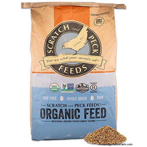 Cochin Chickens: Read This Before Buying!