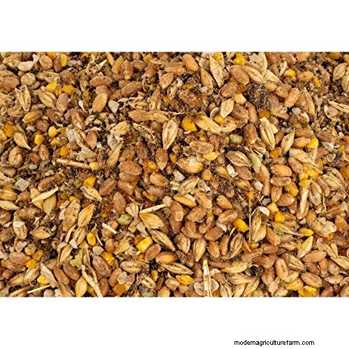 Cochin Chickens: Read This Before Buying!