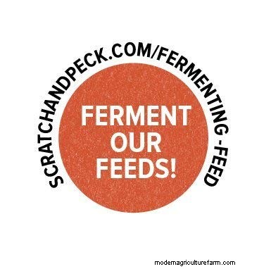 Cochin Chickens: Read This Before Buying!