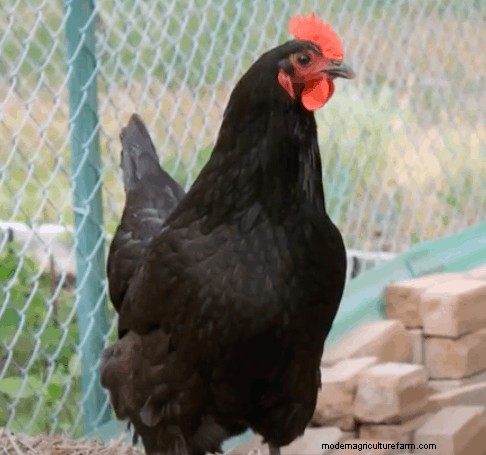 Australorp Chickens: Read This Before Buying!