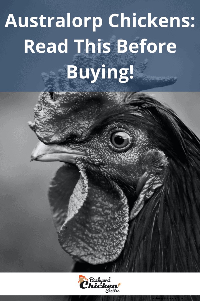 Australorp Chickens: Read This Before Buying!