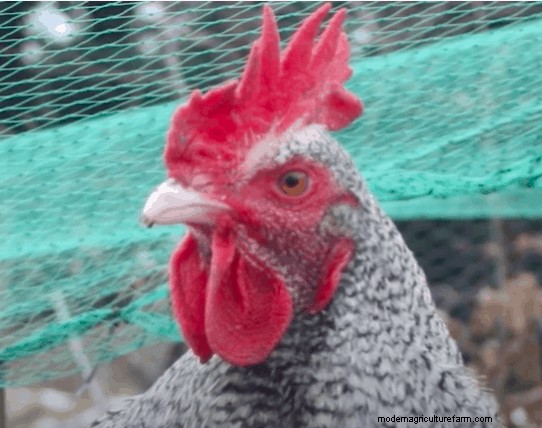 Marans Chickens: Pros And Cons