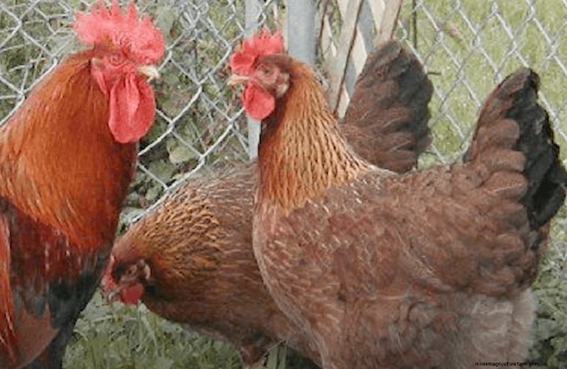 Welsummer Chickens: Pros And Cons
