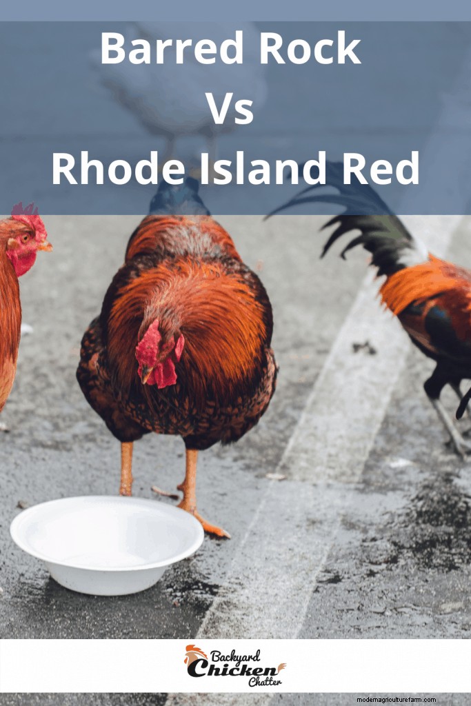 Barred Rock vs Rhode Island Red