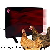 How Big Do Jersey Giant Chickens Get?