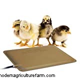 How Big Do Jersey Giant Chickens Get?