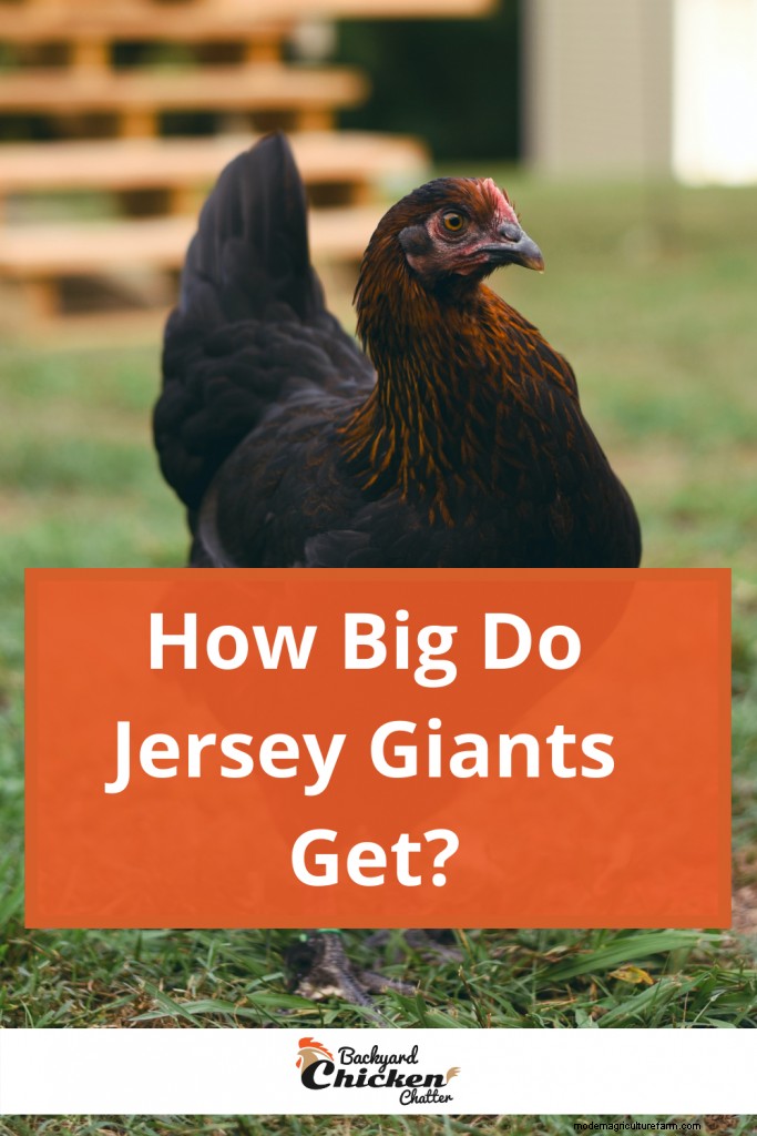 How Big Do Jersey Giant Chickens Get?