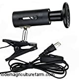 How Big Do Jersey Giant Chickens Get?