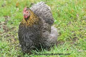 Considering Cochin Chickens? Everything You Need To Know