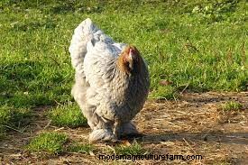 Considering Cochin Chickens? Everything You Need To Know