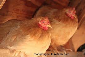 Considering Cochin Chickens? Everything You Need To Know