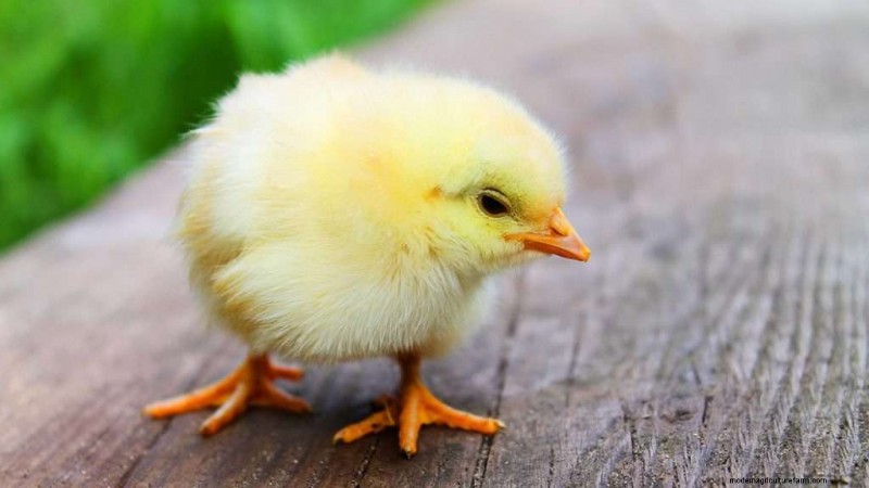 Best Chicken Hatchery In Oklahoma – Chicks For Sale