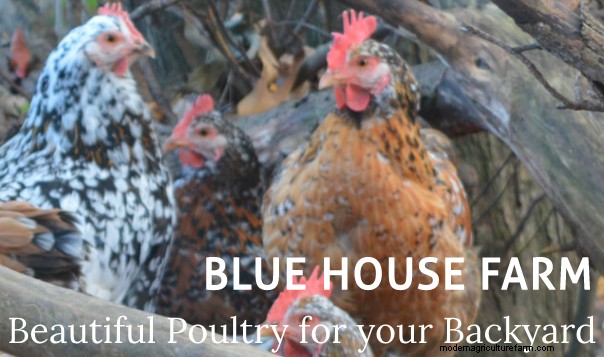 Best Chicken Hatchery In North Carolina – Chicks For Sale