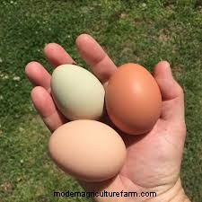 Considering Jersey Giant Chickens? Everything You Need To Know