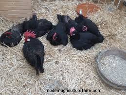 Considering Jersey Giant Chickens? Everything You Need To Know