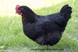 Considering Jersey Giant Chickens? Everything You Need To Know