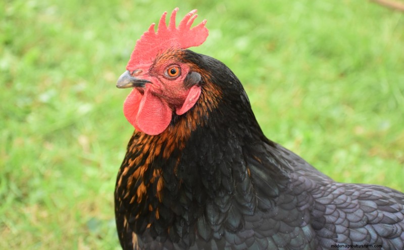 Considering black Copper Marans chickens? Everything you need to know