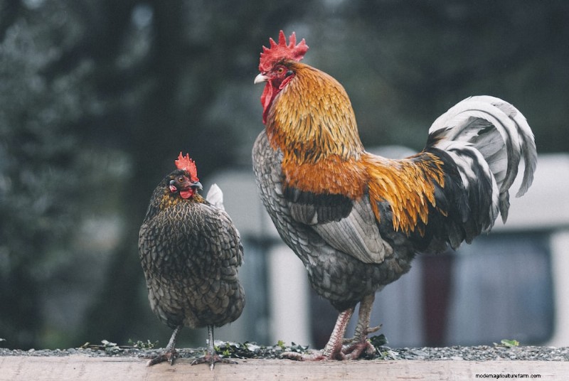 Considering black Copper Marans chickens? Everything you need to know